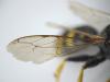 Ectemnius lapidarius